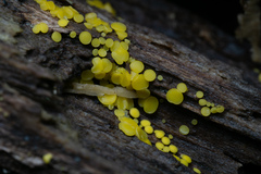 Calycina