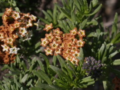 Heliotropium stenophyllum