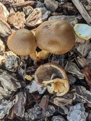 Lacrymaria lacrymabunda