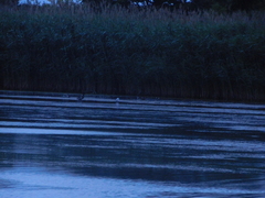 Chroicocephalus ridibundus