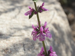 Stachys grandidentata