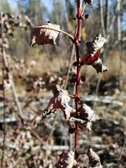 Salix pyrolifolia