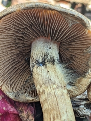 Lacrymaria lacrymabunda