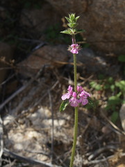 Stachys grandidentata