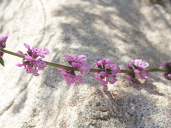 Stachys grandidentata