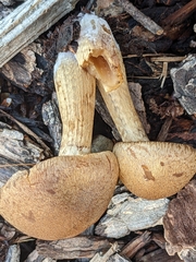 Lacrymaria lacrymabunda