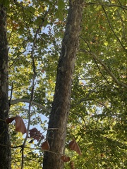 Platanus occidentalis