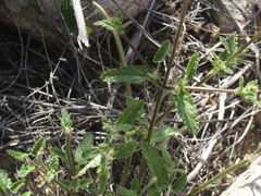 Stachys grandidentata
