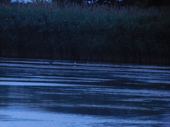 Chroicocephalus ridibundus