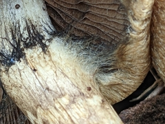 Lacrymaria lacrymabunda