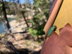 Buprestis aurulenta