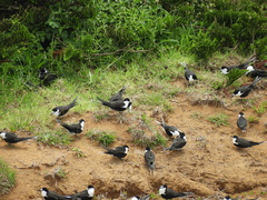 Onychoprion fuscatus