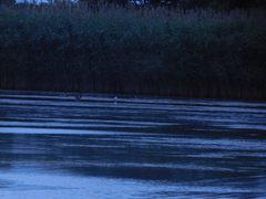 Chroicocephalus ridibundus