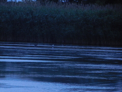 Chroicocephalus ridibundus