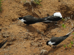 Onychoprion fuscatus