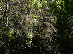 Austrosteenisia stipularis