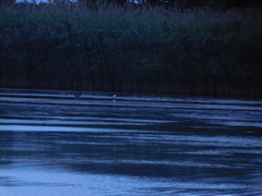 Chroicocephalus ridibundus