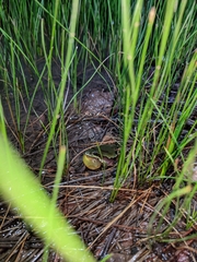 Hyla wrightorum