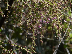 Austrosteenisia stipularis