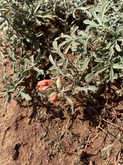 Sphaeralcea coccinea