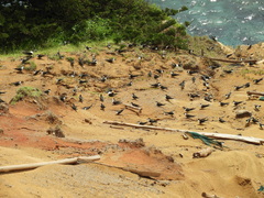 Onychoprion fuscatus