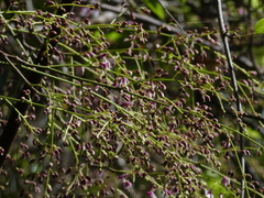Austrosteenisia stipularis