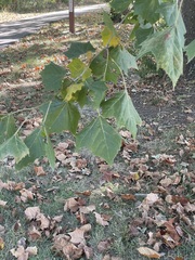 Platanus occidentalis