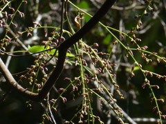 Austrosteenisia stipularis