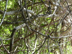 Austrosteenisia stipularis