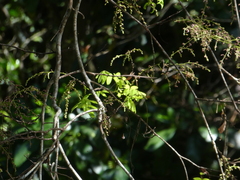 Austrosteenisia stipularis