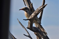 Acanthagenys rufogularis
