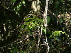 Austrosteenisia stipularis