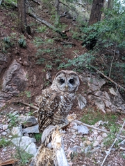 Strix occidentalis lucida