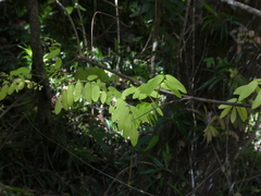 Austrosteenisia stipularis