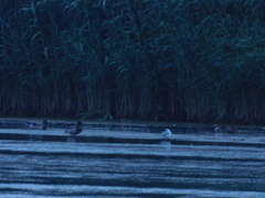 Chroicocephalus ridibundus