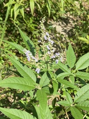 Vitex negundo
