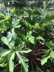 Trachymene composita