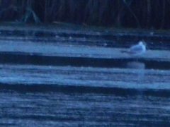 Chroicocephalus ridibundus