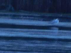 Chroicocephalus ridibundus