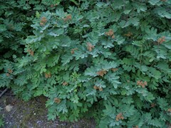Sorbus sitchensis