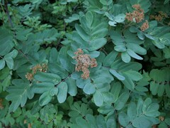 Sorbus sitchensis