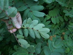 Sorbus sitchensis