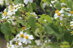 Montanoa leucantha