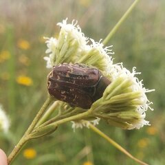 Euphoria leucographa