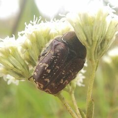 Euphoria leucographa
