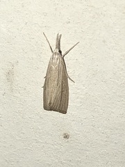 Eoreuma densellus