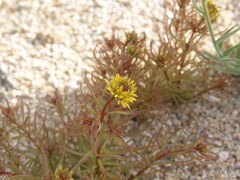 Quinchamalium chilense