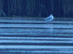 Chroicocephalus ridibundus