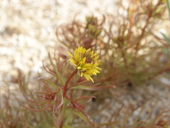 Quinchamalium chilense