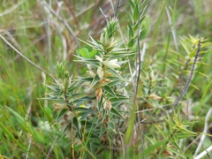 Melichrus urceolatus